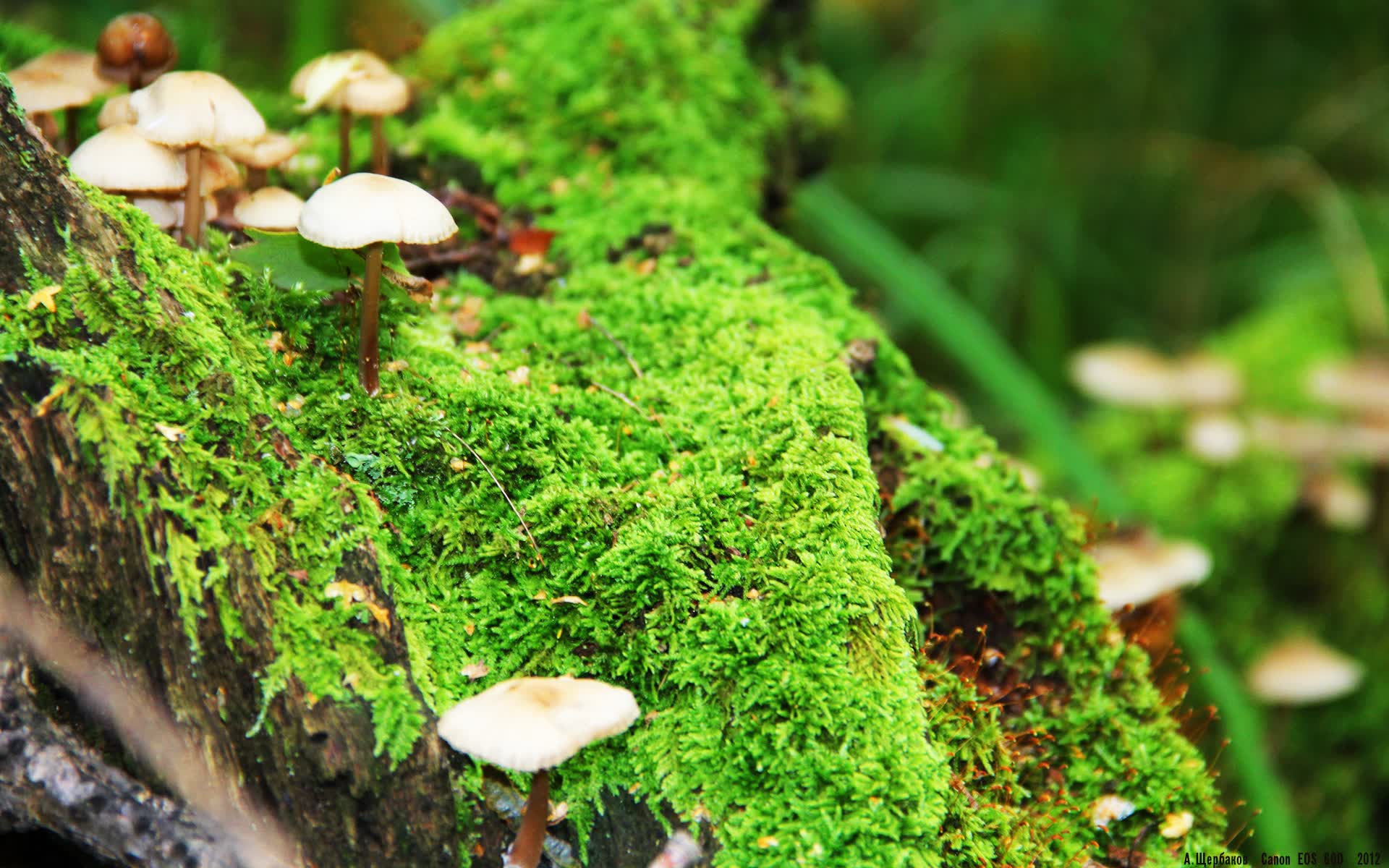 世界杯电竞直播:游戏解说和真球解说有什么不同?,电竞解说和体育解说